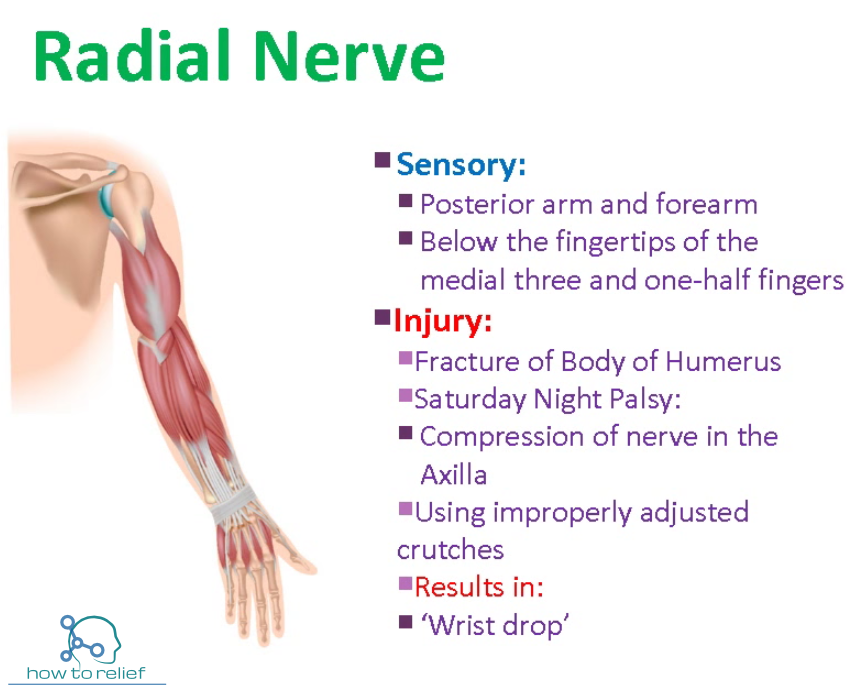 Radial Nerve:Course,Motor,Sensory & Common Injuries » How To Relief